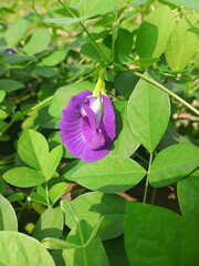violet flowers on a green background