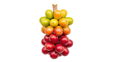 Isolated colorful arabica coffee cherries ripening on the branch, agriculture concept