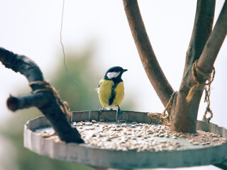 Great Tit Bird – Small Songbird Oil Painting