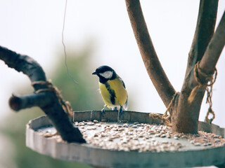 Great Tit Bird – Small Songbird Oil Painting