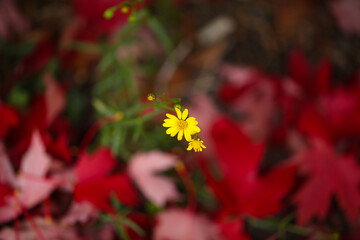 yellow wildlfower with red autumn leaves background