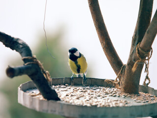Great Tit Bird – Small Songbird Oil Painting