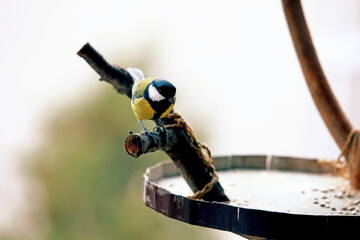 Great Tit Bird – Small Songbird Oil Painting