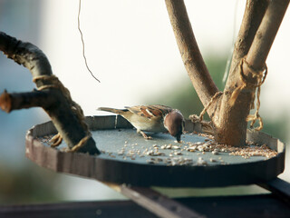 Great Tit Bird – Small Songbird Oil Painting