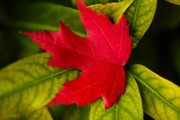 bright red maple leaf on green foliage - vivid autumn contrast