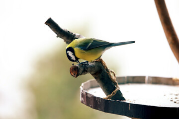 Great Tit Bird – Small Songbird Oil Painting