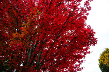 bright red maple leaf on green foliage - vivid autumn contrast