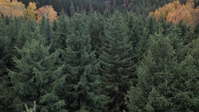 Aerial View of Lush Green Pine Forest with Autumn Foliage Transitioning Colors in a Scenic Landscape