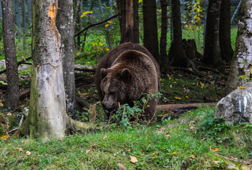 Braunb&auml;r im Cumberland Wildpark Gr&uuml;nau