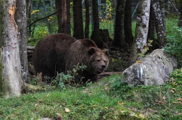 Braunb&auml;r im Cumberland Wildpark Gr&uuml;nau