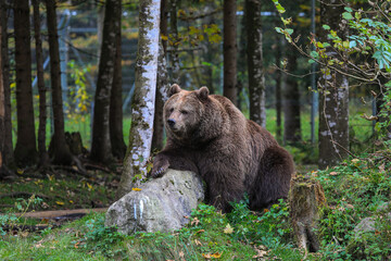 Braunb&auml;r im Cumberland Wildpark Gr&uuml;nau