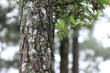 Obraz premium Textured tree trunk shows bark & lichens in a misty forest scene