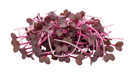 Isolated heap of fresh radish microgreens with purple leaves, edible sprouts, for nutrition