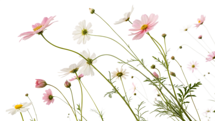 Blooms dancing in the breeze cut out isolated on PNG. AI GENERATED.