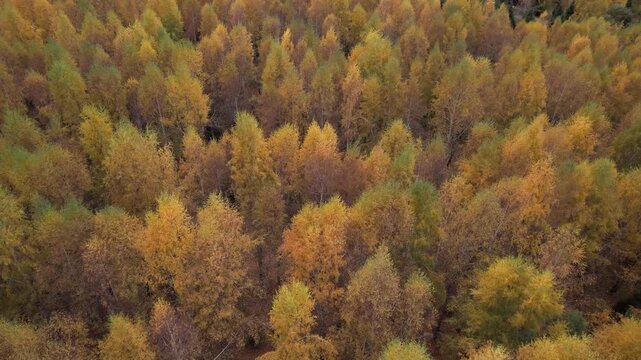 Stunning Aerial Views of Vibrant Autumn Forest Showcasing a Rich Tapestry of Colors Including Gold, Orange, and Green Foliage in a Natural Landscape