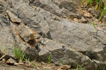 Wild grass growing on barren land. Ecological and environmental concept. For graphic design, 3D rendering and banners