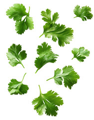 coriander leaves flying isolated on transparent background