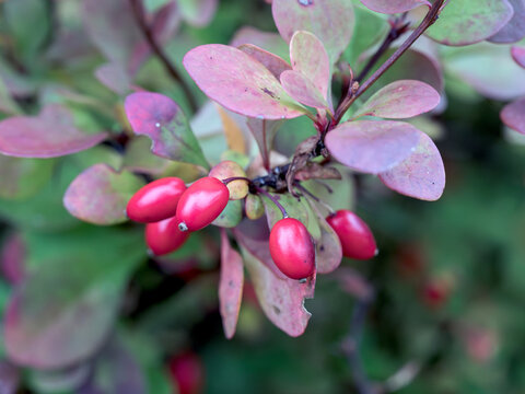 Japanese barberry, Berberis thunbergii, berries and leaves