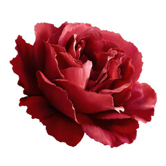 Realistic Red Rose Isolated on Transparent Background