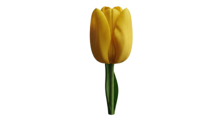 Isolated yellow tulip flower, single blossom with stem, botanical subject, cut out, spring bloom