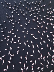 A flock of migratory flamingos on a lake in Greece on the Metana Peninsula