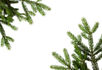 Fir tree branches frame isolated png on transparent background. Cutout object. Christmas backdrop.