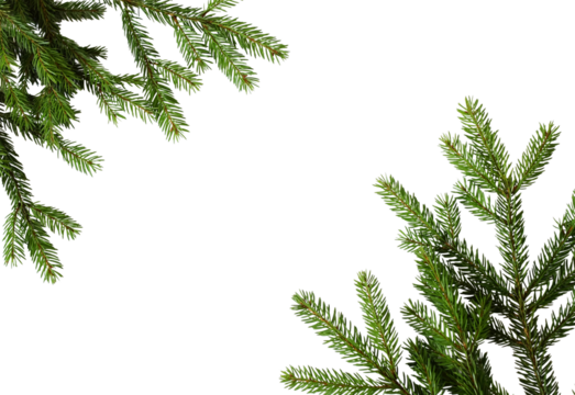 Fir tree branches frame isolated png on transparent background. Cutout object. Christmas backdrop.