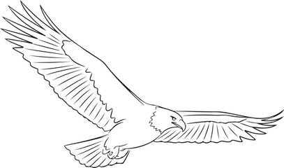 Majestic Eagle in Flight Line Art