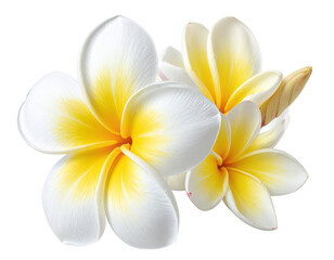 Naklejka premium White and Yellow Frangipani Floral Element Isolated on Transparent Background