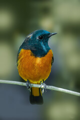 The bird’s deep blue head and back contrast beautifully with its bright orange underparts and tail. Captured in crisp natural ligh
