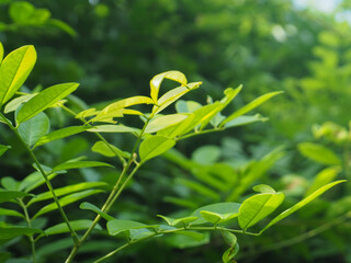 Green leaves in the garden for nature background