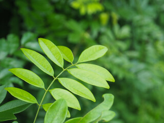 Green leaves in the garden for nature background