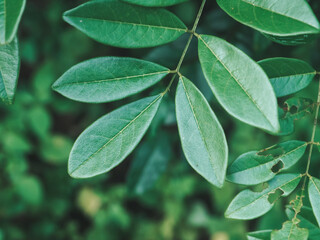 Green leaves in the garden for nature background