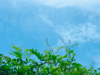 Leaf tops and clear sky on a nice day for background.