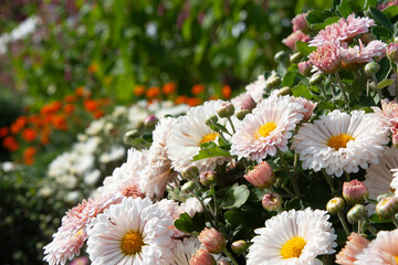 White chrysanthemum flowers. Autumn flowers. Cute white lush chrysanthemum flowers for background,...