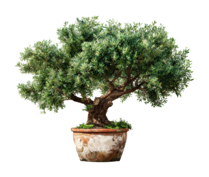Bonsai tree care tips for gardening home article calm isolated on transparent background