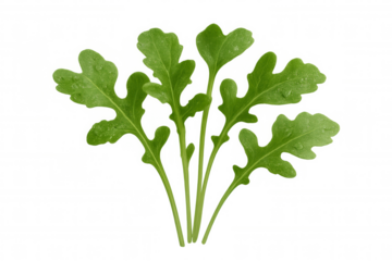 Fresh arugula leaves with water drops. Green rocket salad offering healthy organic food ingredients