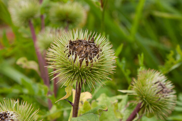 Burdock. Arctium. Raw materials for manufacture of hair care burdock root oil. Burdock flower close up for background, post, screensaver, wallpaper, postcard, banner, cover, website
