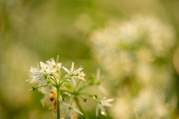 Grüner Bärlauchwald im Sonnenaufgang in Jockgrim
