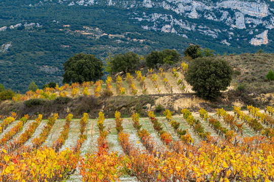 Rows of colorful vines on the rolling slopes of La Rioja vineyards forming rhythmic agricultural patterns under clear autumn sky with distant rocky mountains shaping a warm Mediterranean landscape