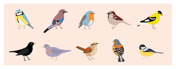 Birds in Dutch garden, from sparrow and blue tit to finch and wren. And from dove and robin to jay and blackbird.