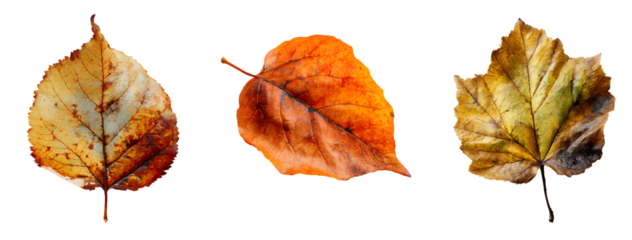 autumn dry leaves set isolated on transparent png background, fall foliage collection cut out on white background