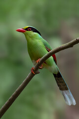 The bird’s vivid green plumage, bright red bill, and contrasting black eye stripe make it one of the most colorful and captivating species of Asian forests