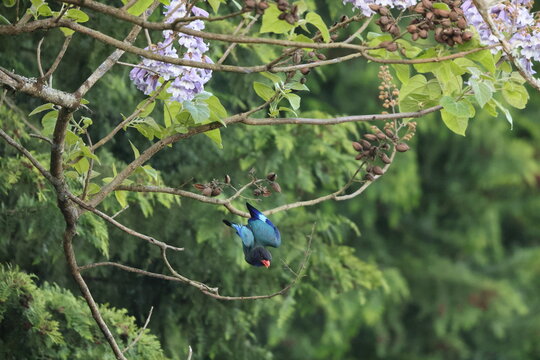Oriental dollarbird (Eurystomus orientalis) is a bird of the roller family. This photo was taken in Japan.