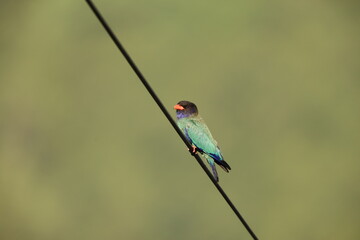 Oriental dollarbird (Eurystomus orientalis) is a bird of the roller family. This photo was taken in Japan.