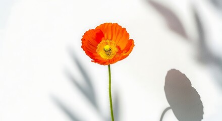 Fototapeta premium Orange poppy flower isolated on white background