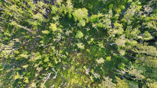 Aerial top down of Richmond Hill trees in forest sunny summer day in Bryan County Georgia