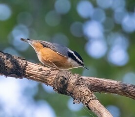 Red-Breasted Nuthatch