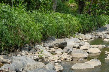 Umbrella papyrus or Cyperus alternifolius grows along the riverbank. Ecological and environmental themes. For graphic design, 3D rendering and banners