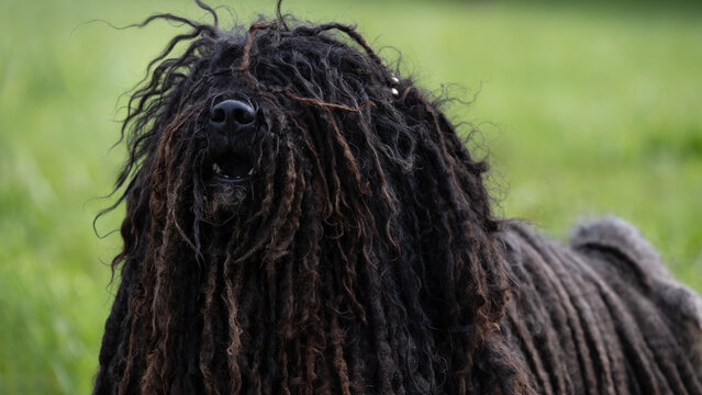 Hungarian Puli dog with corded coat on green grass